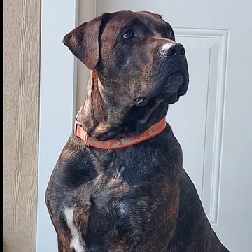 Diesel, one of our resident dogs