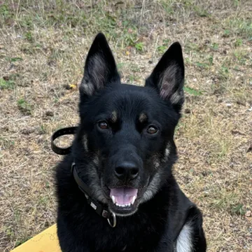 Hudson, one of our resident dogs