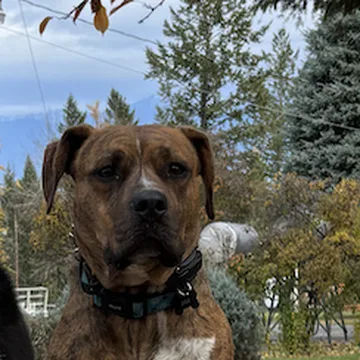 Jax, one of our resident dogs