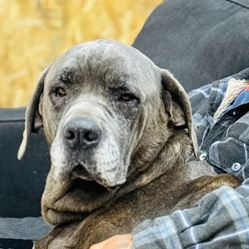 Rex, one of our resident dogs