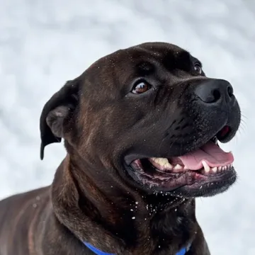 Teddy, one of our resident dogs